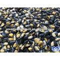 Frozen cooked half shell mussel